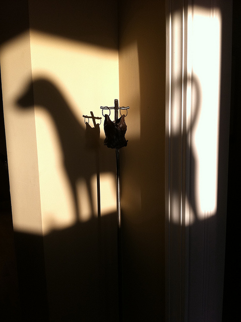 Dog Shadow 236/365
