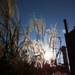 Grass