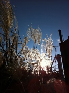Grass