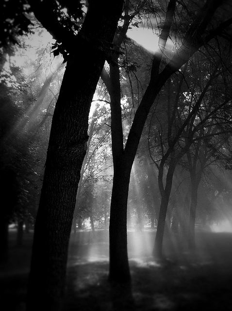 Morning Sun 186/365
