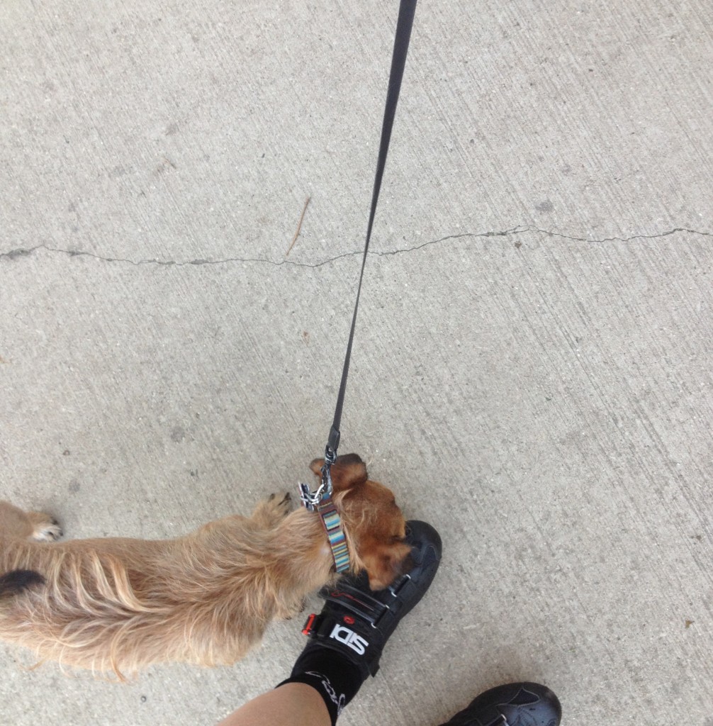 Buster-Chicago-Cyling-soozed Buster the Rescue Dog, Chicago