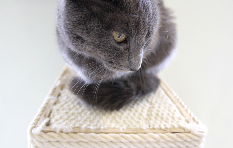 cat-adoption-soozed-Chicago