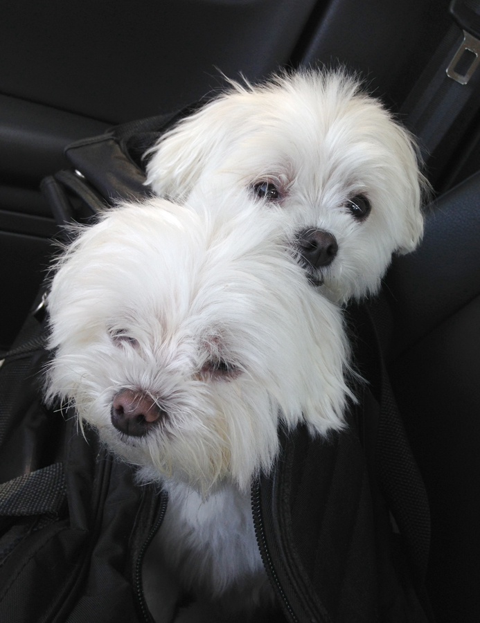 two-dogs-soozed-chicago